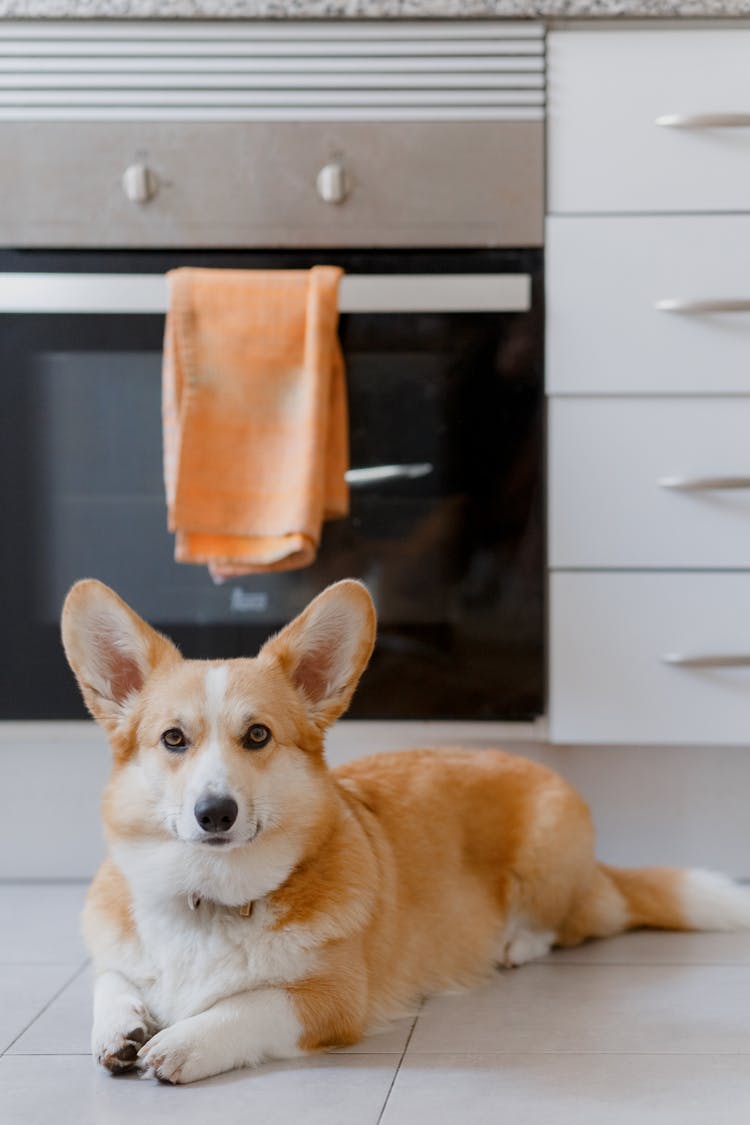 A Corgi On The Floor 