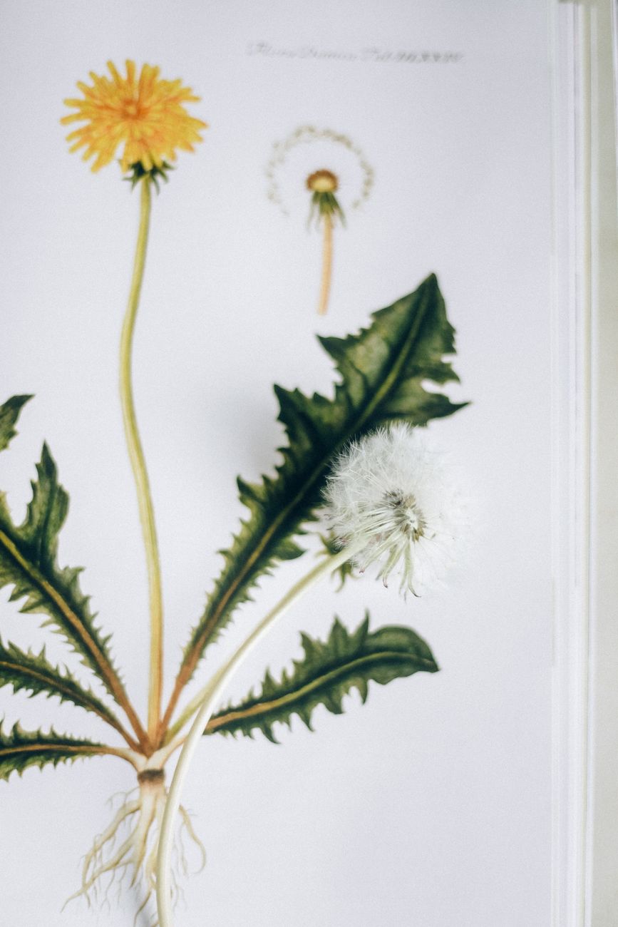 Detailed botanical illustration of a dandelion with florets and seedhead.. detailed, botanical, illustration
