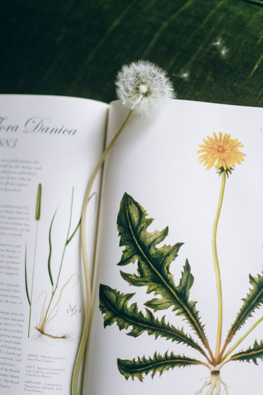 Open botanical book featuring dandelion illustration and flower stem.. open, botanical, book