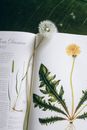 这本植物学书籍配有插图和花茎，是开放式的