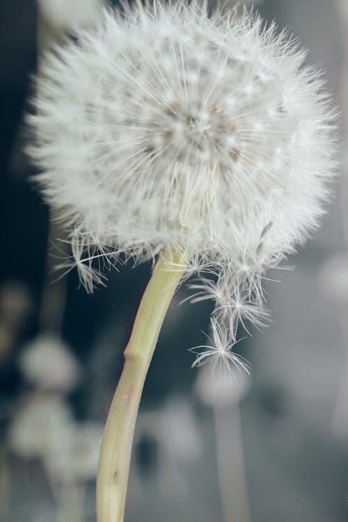 Foto stok gratis biji, dandelion, fotografi bunga