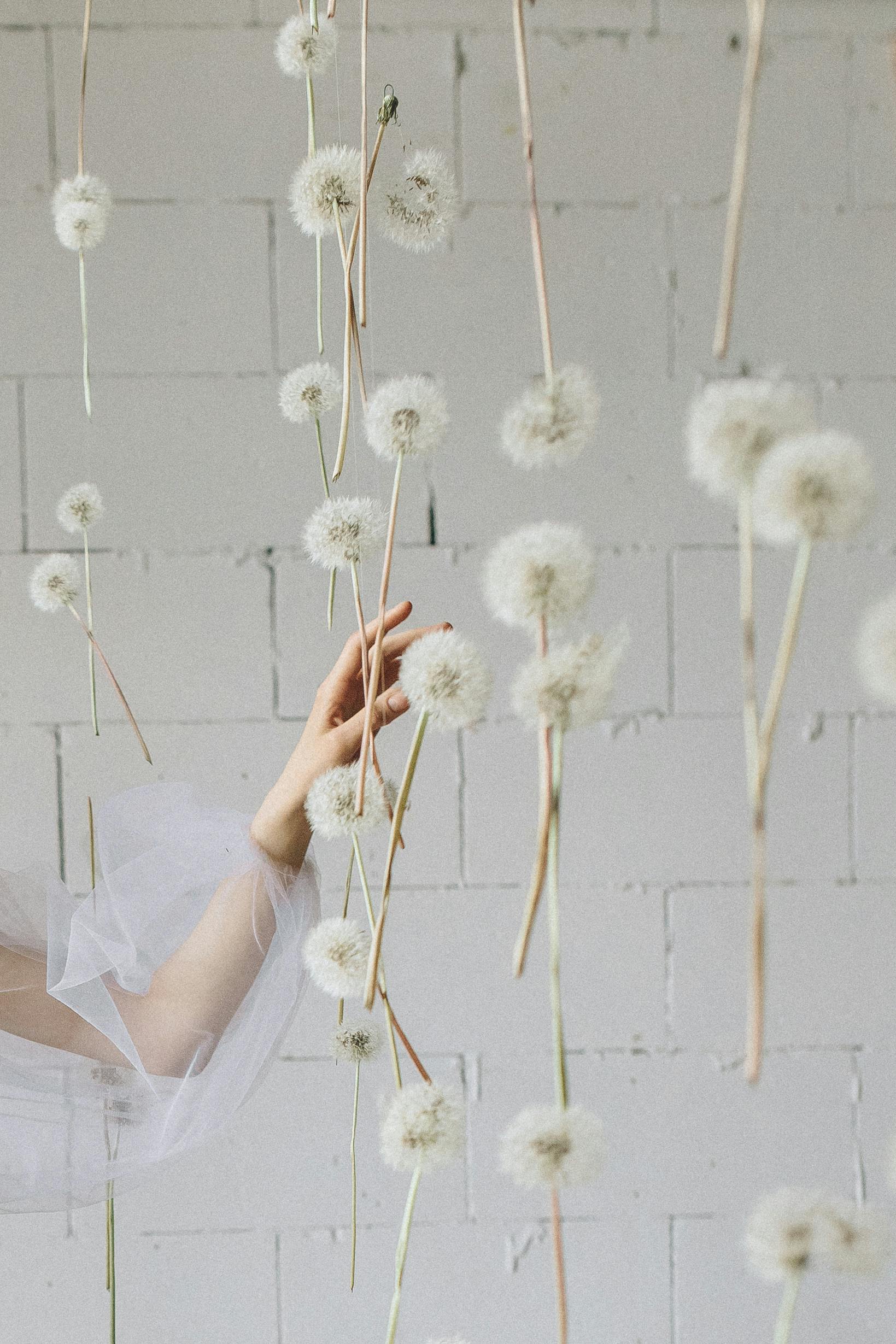 womans hand among dandelion flowers