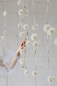 在极简主义砖墙背景下，一只优雅的手穿过悬挂的蒲公英