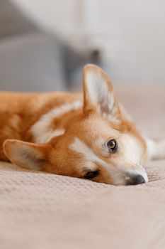 特写：可爱的柯基犬躺在舒适的室内沙发上