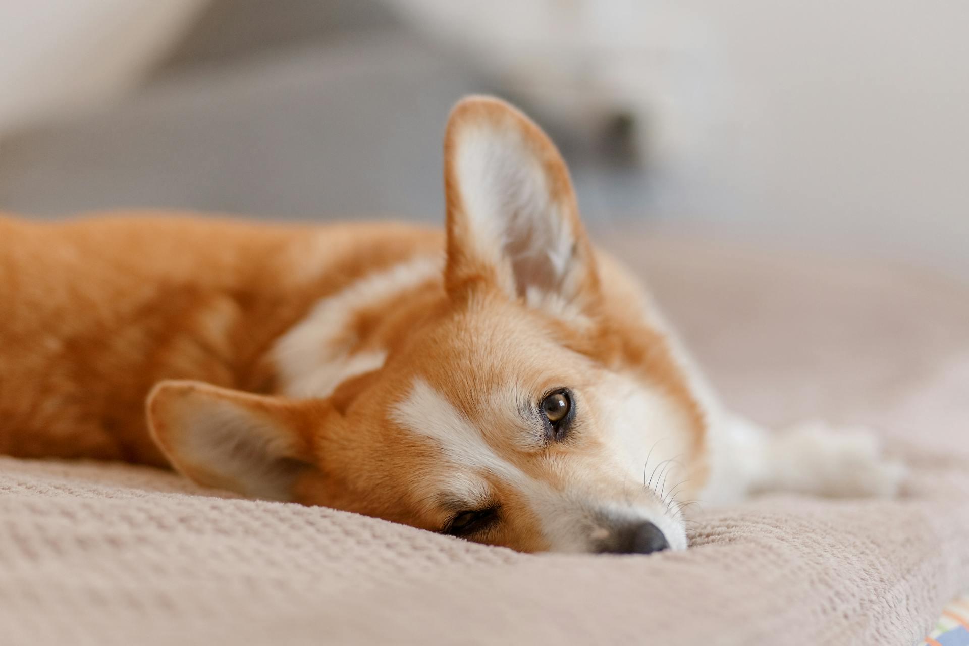 A Close-Up Shot of a Corgi Lying Down