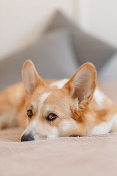 可爱的柯基犬舒适地躺在室内，表情平静，非常适合宠物爱好者