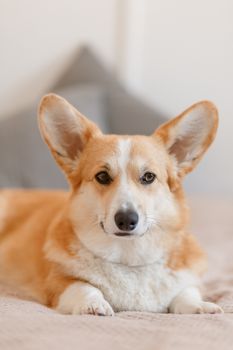 可爱的彭布罗克威尔士柯基犬在室内休息，举止俏皮可爱