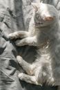 一只白色的猫安静地趴在灰色亚麻布上，沐浴在柔和的阳光中