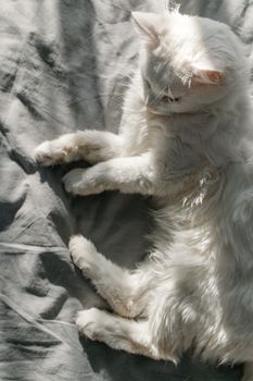 一只白色的猫安静地趴在灰色亚麻布上，沐浴在柔和的阳光中