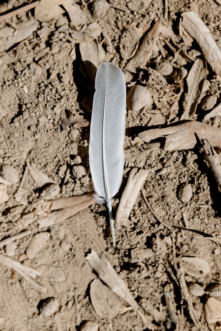 A White Feather On The Ground