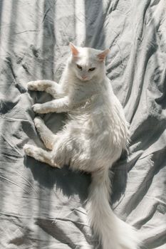 土耳其安哥拉猫优雅地躺在床上，沐浴在温暖的阳光下，营造出宁静舒适的氛围