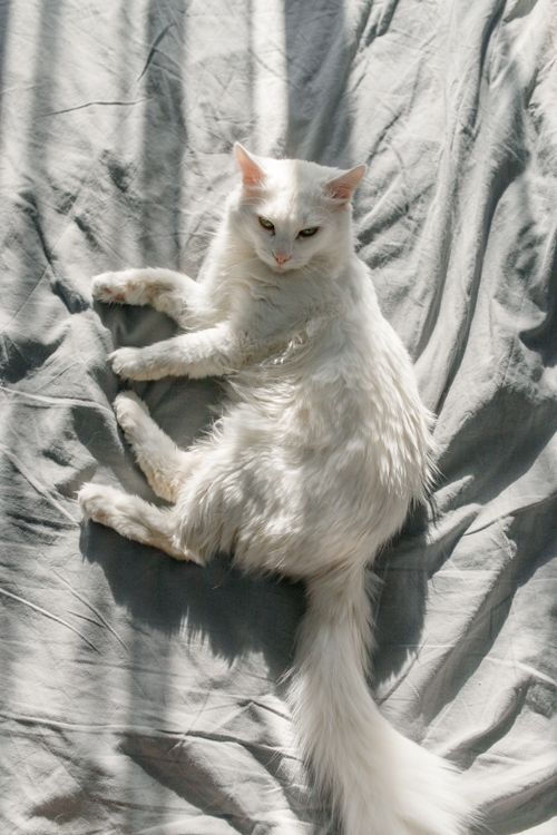 Free Elegant Turkish Angora cat lying on a bed basking in warm sunlight, creating a serene and cozy atmosphere. Stock Photo