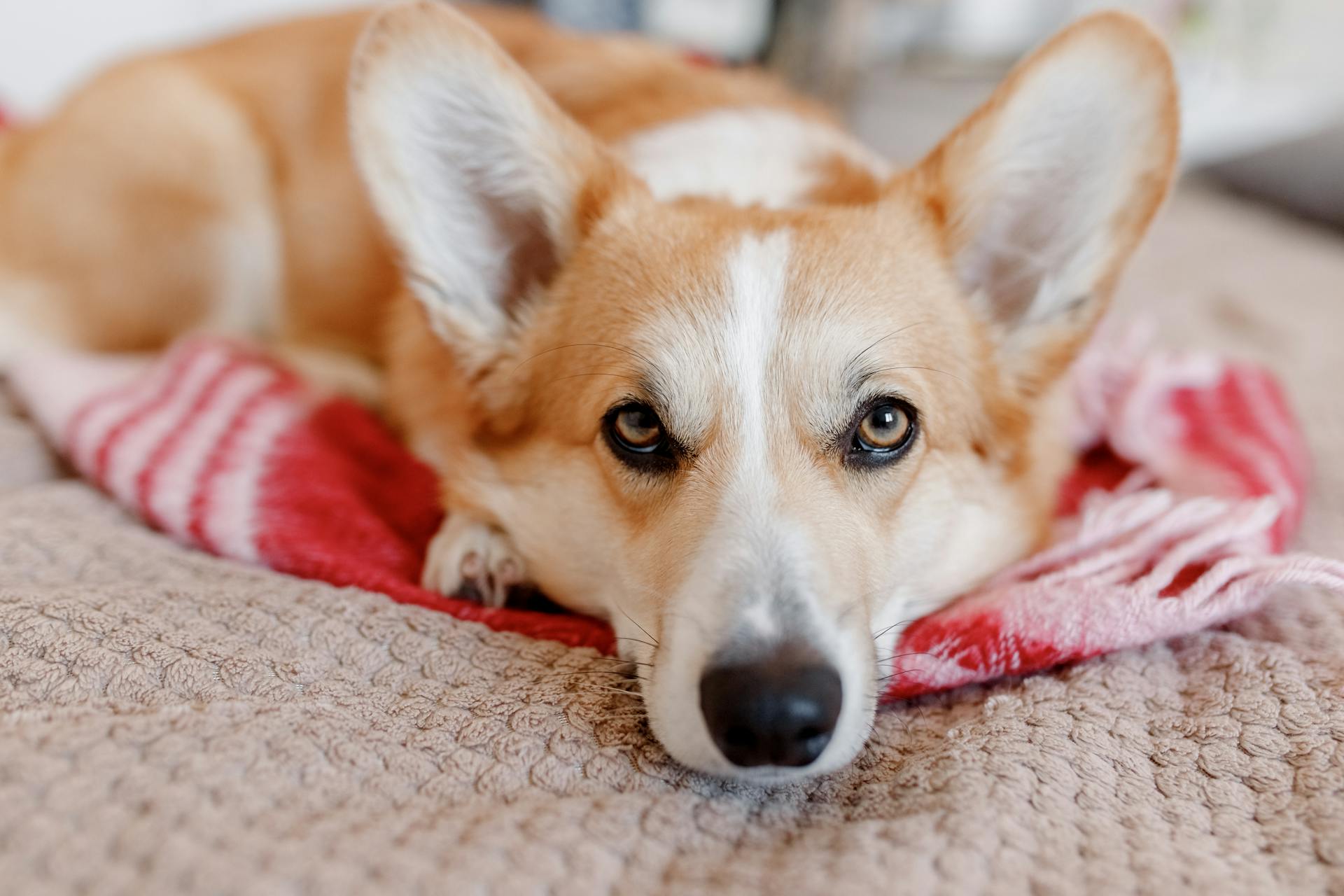 Brown and White Corgi Lying on Red Blanket