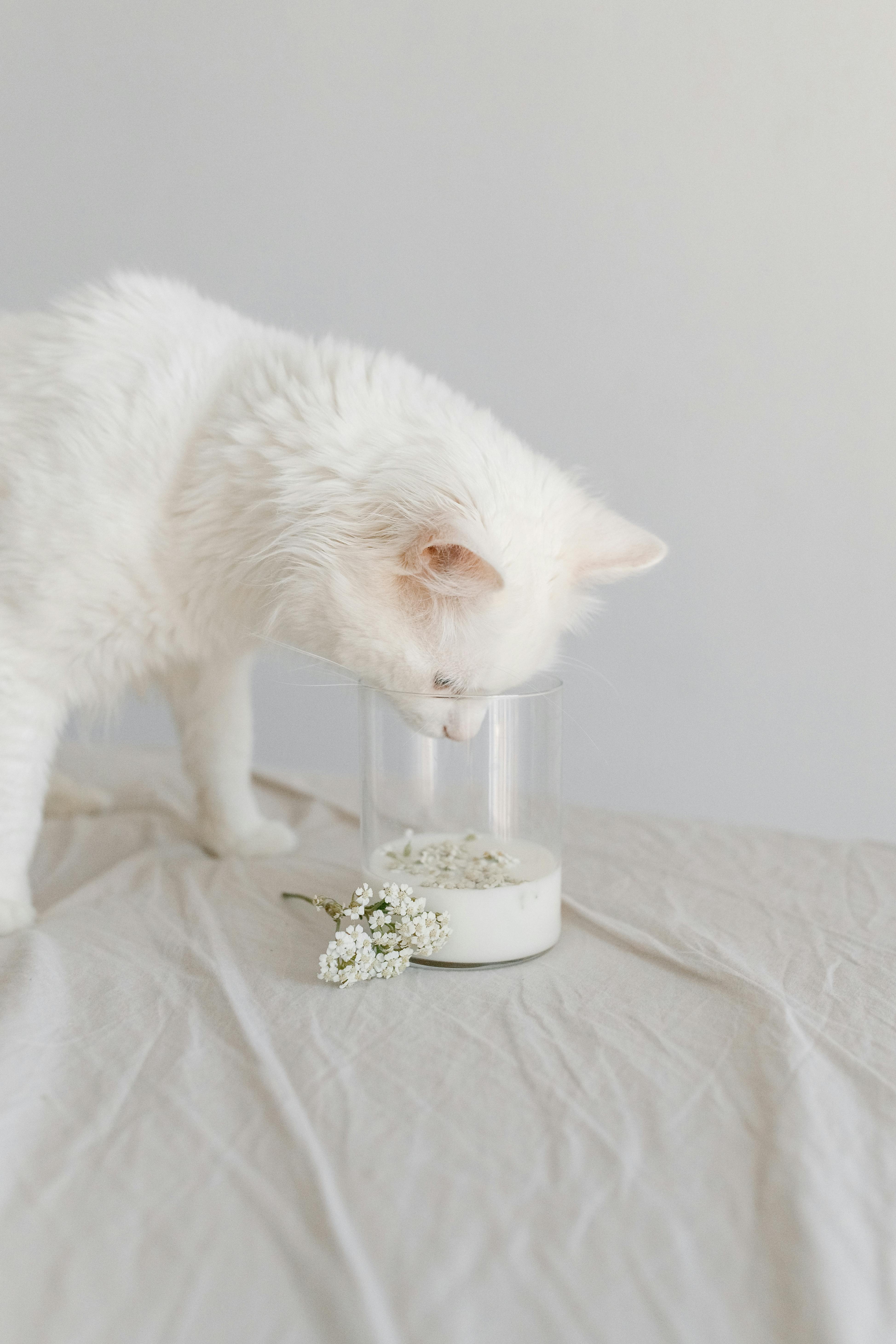 What to Expect After Cat Catheter Removal A Guide to Care and Recovery