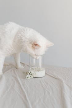 一只白色土耳其安哥拉猫正嗅着一杯放在柔软织物表面的牛奶，杯子上装饰着精致的花朵