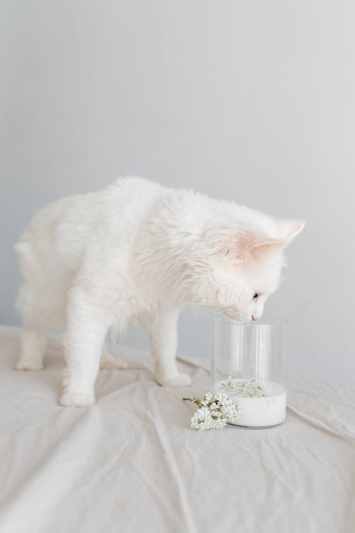 Fotobanka s bezplatnými fotkami na tému biela mačka, čuchať, domáce zviera