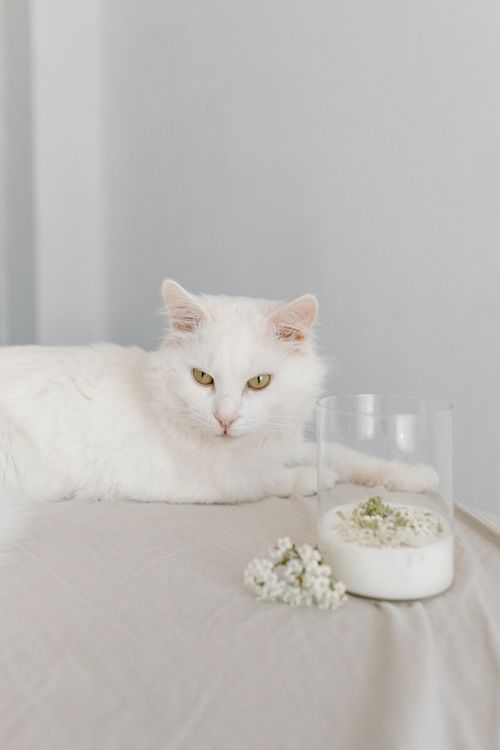 Free A serene white cat lounges next to a floral arrangement, creating a peaceful scene. Stock Photo
