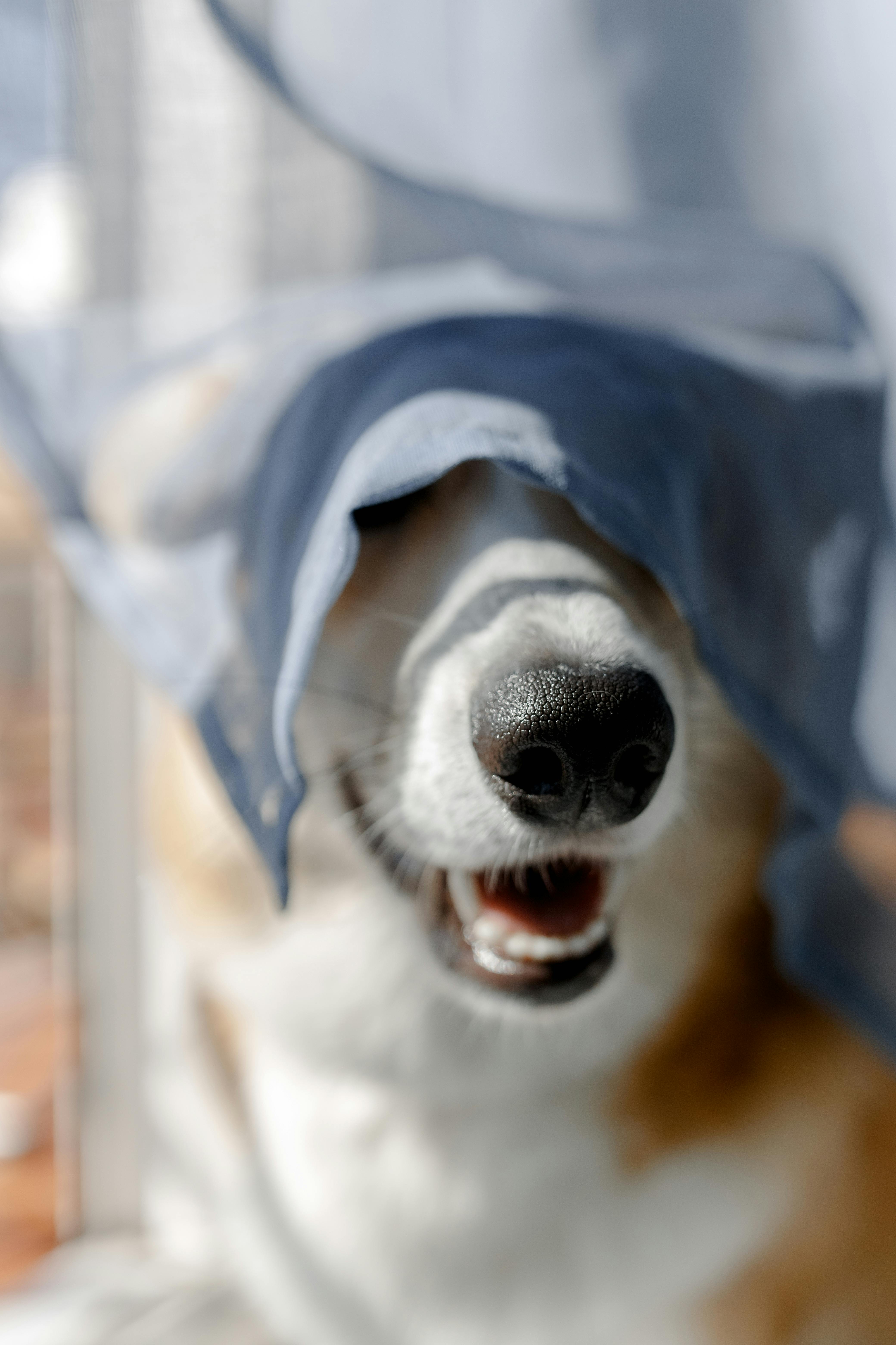 可爱的狗狗顽皮地躲在透明布料下，快乐地露出鼻子