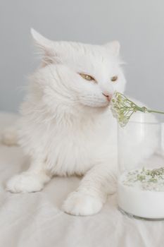一只毛茸茸的白色波斯猫，正轻轻嗅着插在素净玻璃花瓶里的婴儿呼吸花