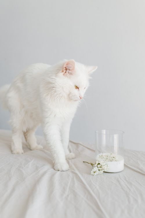 Free Cute white cat curiously exploring milk and flowers indoors on a bed. Stock Photo