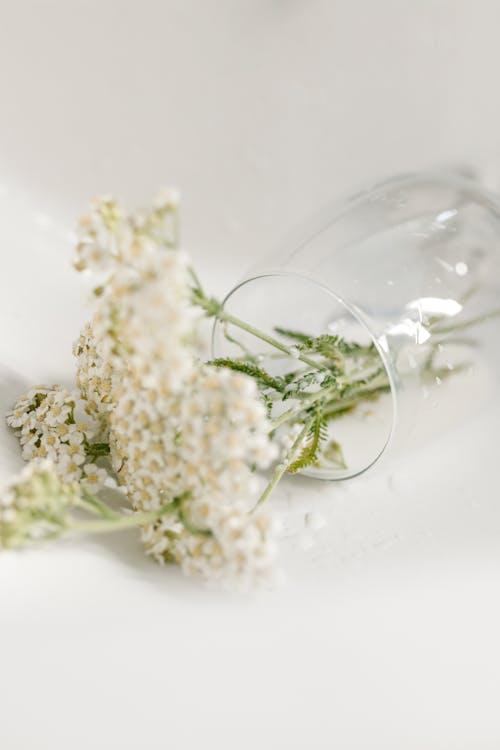 Darmowe zdjęcie z galerii z białe kwiaty, czułość, dekoracja