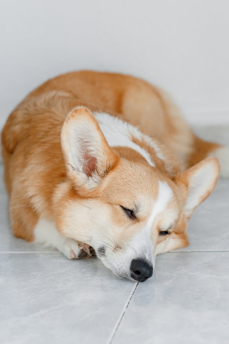 A Sleeping Corgi Dog 