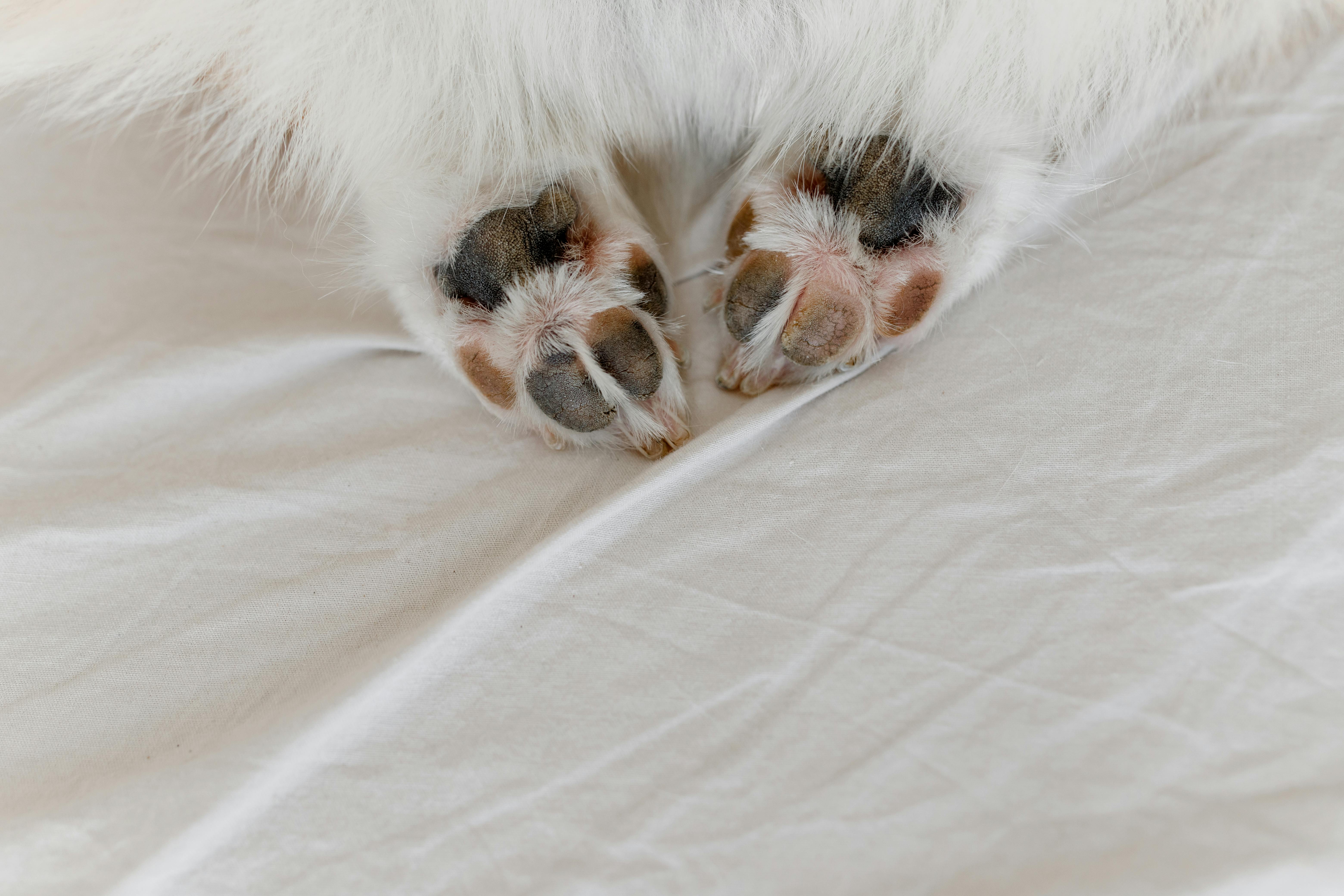 Paws of a Cat