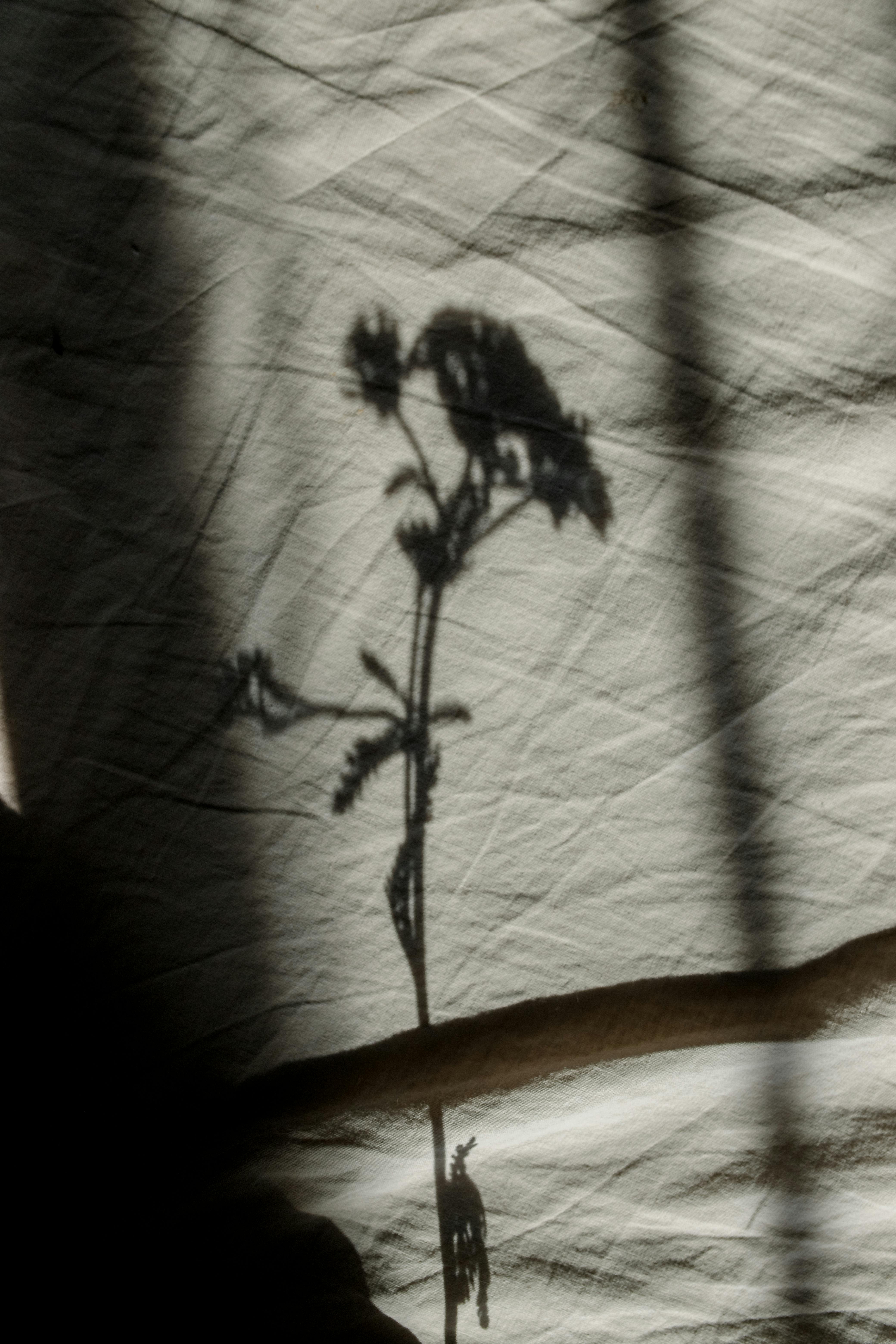 皱巴巴的织物上投映着野花阴影的剪影，营造出艺术效果