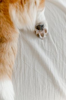 纯白床单上，柯基犬爪子的特写镜头展示了它柔软的皮毛