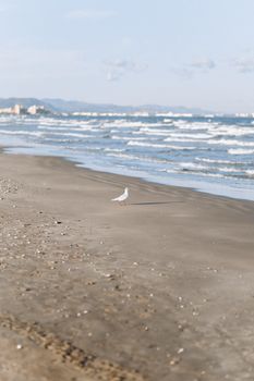 一只海鸥静静地立在宁静的沙滩上，海浪轻柔，天空晴朗