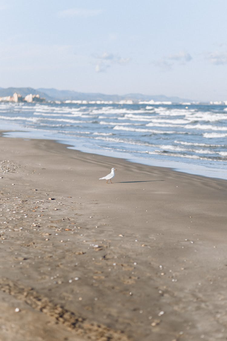 A Bird On The Beach 