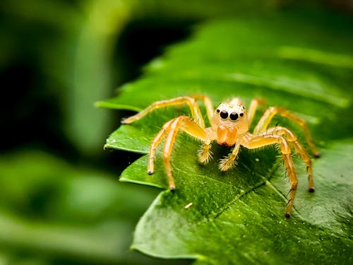 Δωρεάν στοκ φωτογραφιών με ακραία γκρο πλαν, αράχνη, αραχνοειδές έντομο