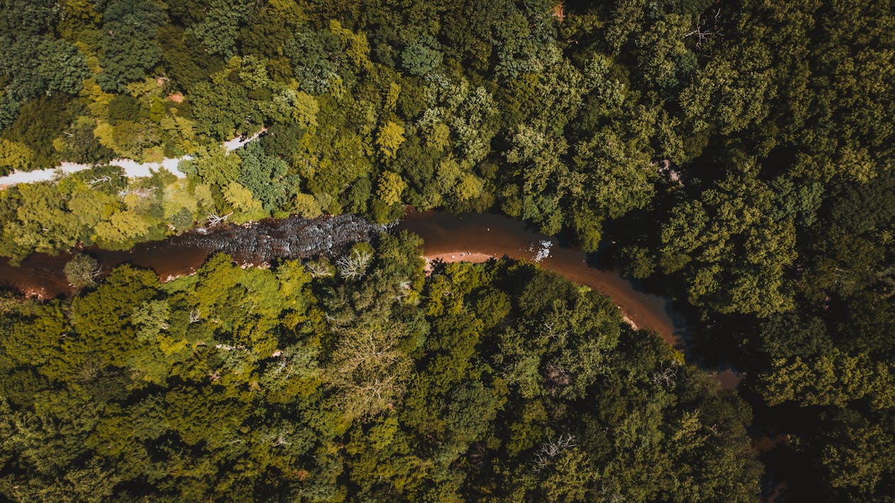 Drone view of winding river running among green lush dense woods in tropical area