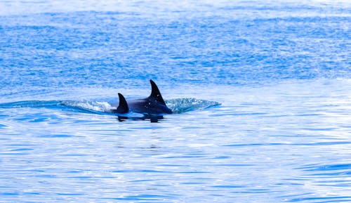 Two Orcas Swimming