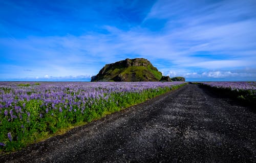 Purple Flower Beside Road