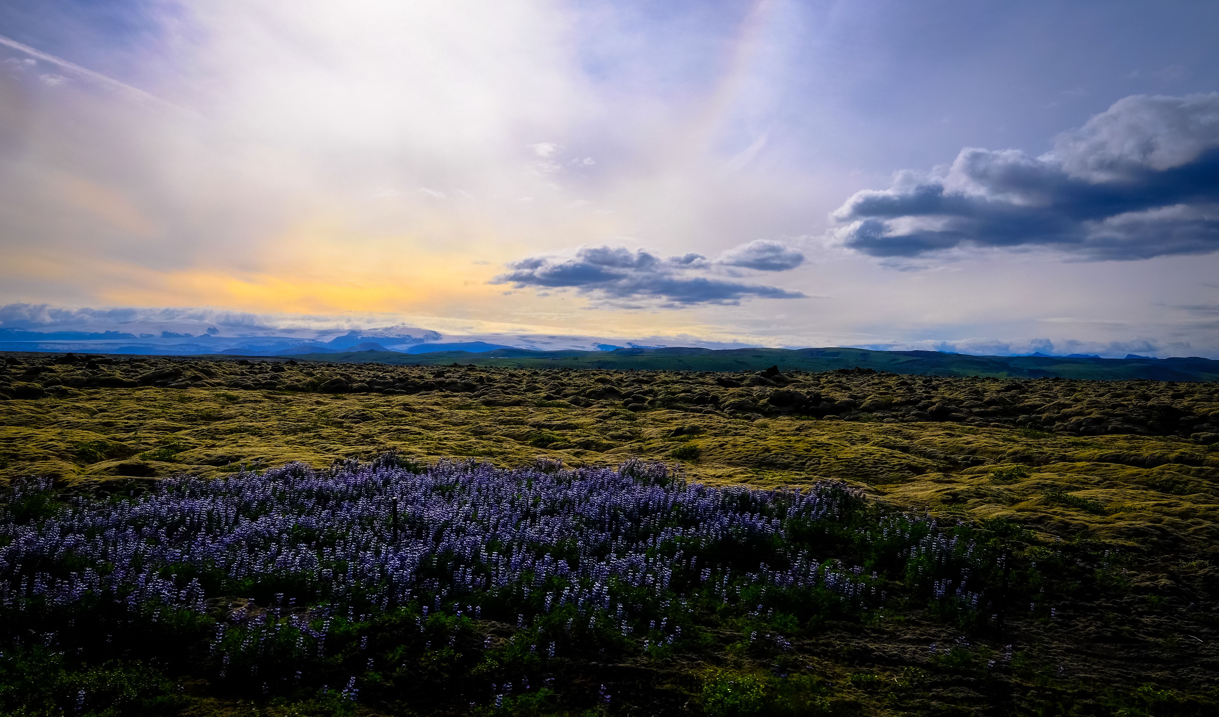 Purple Flowers Field · Free Stock Photo