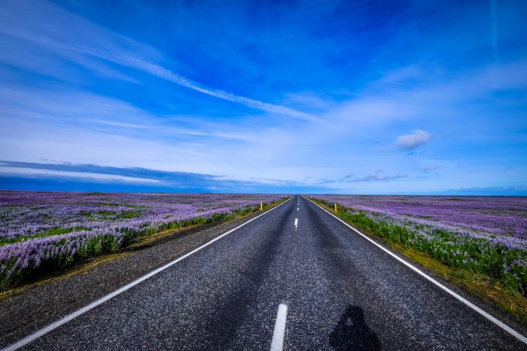 Road Between Purple Flowers