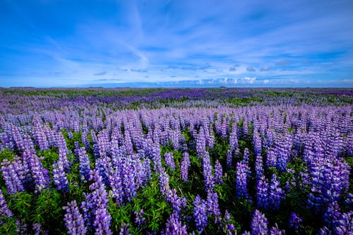 Фиолетовое цветочное поле под голубым небом