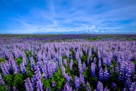 狼疮田野在清澈的蓝天下盛开，展现出生机勃勃的景象