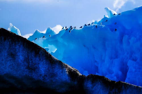 Grupo De Pingüinos Caminando Sobre Iceberg