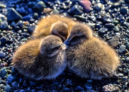 四只毛茸茸的小鸭子依偎在卵石铺成的岸边，在日光下捕捉大自然的纯真