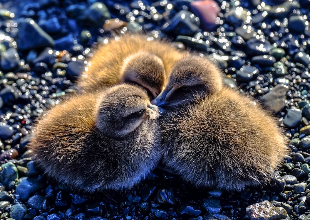 Three Brown Ducklings on Ground