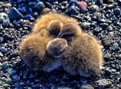 鹅卵石海滩上，毛茸茸的小鸭子挤在一起，特写镜头令人心动