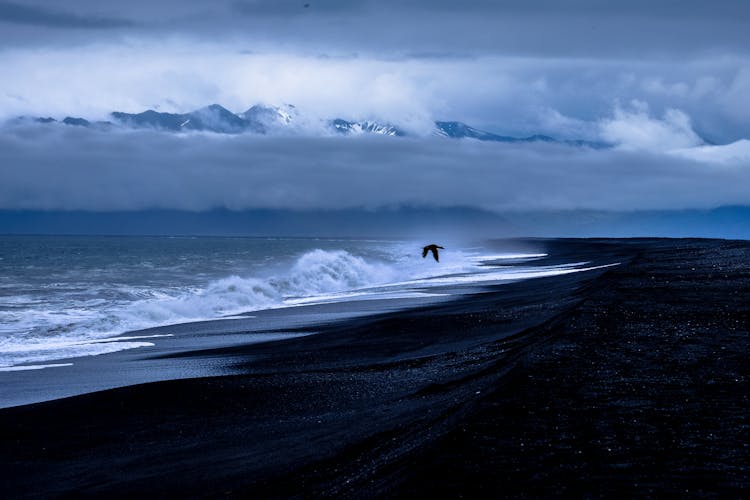 Bird Flying Over Beach