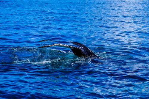 Creatura Del Mare Sommerso Nell'oceano