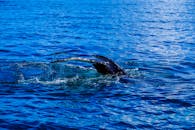 在宁静的海洋上，鲸鱼的尾巴飞溅出迷人的景色