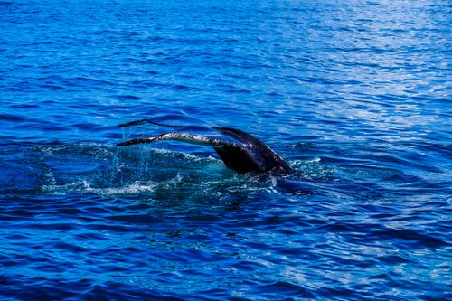 Free Captivating view of a whale's tail surfacing with splashes on a serene ocean. Stock Photo