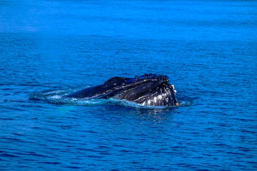 Gratuit Imagine de stoc gratuită din apă, balenă, în aer liber Fotografie de stoc