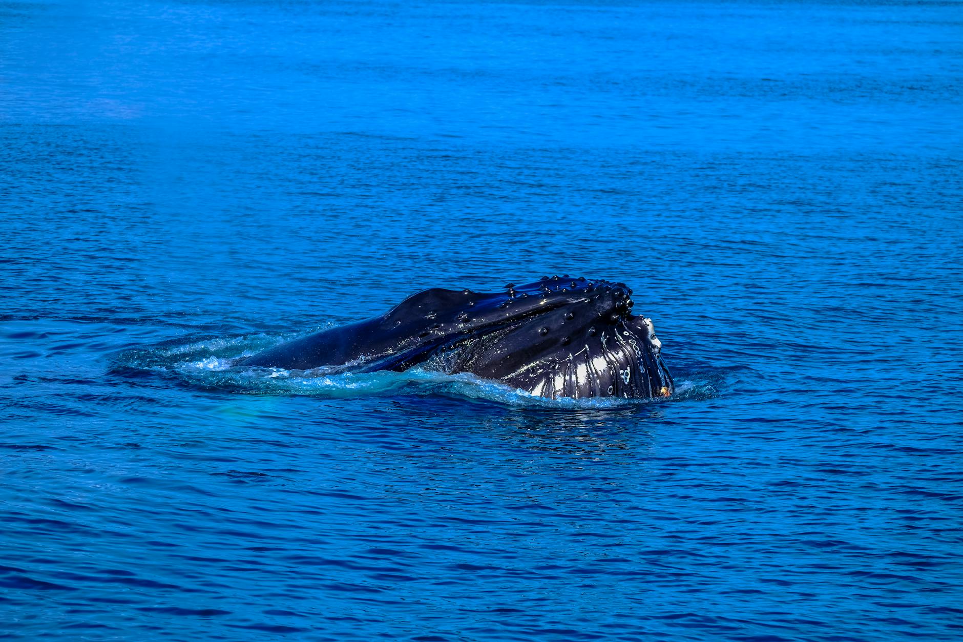 Photo of a humpback whale on a body of water