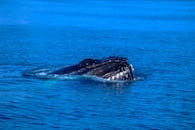 Sea Creature in Body of Water